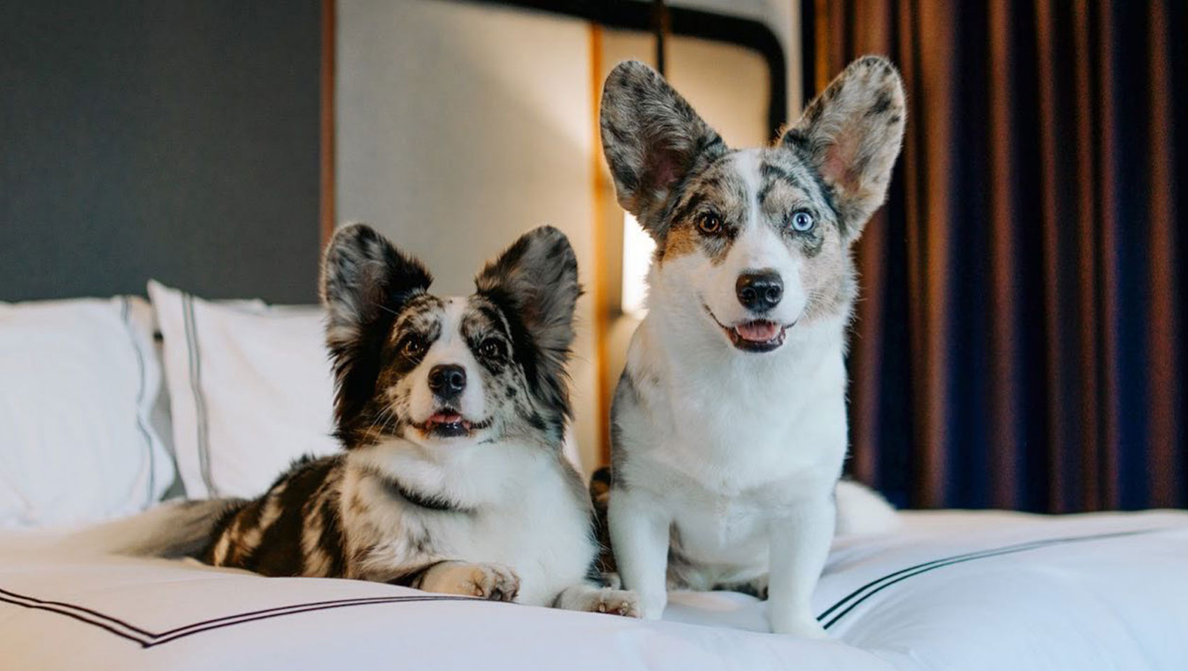 dogs on the bed