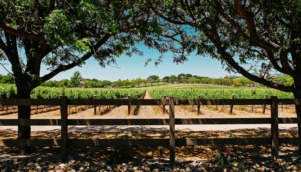 Vineyard