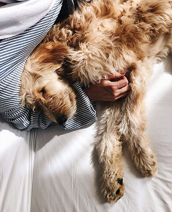 Dog snuggling on bed